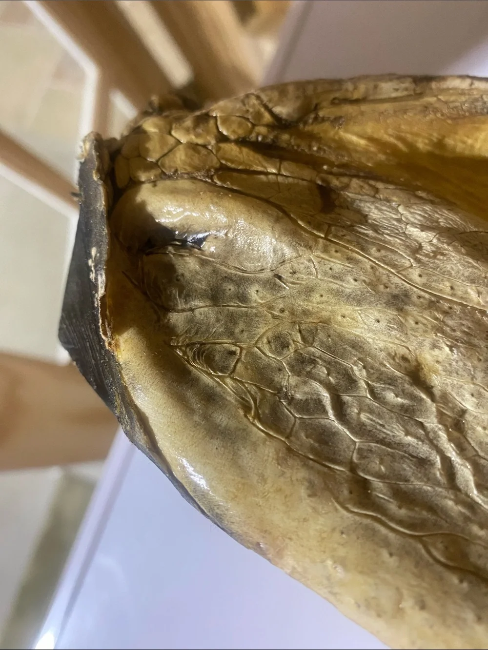 Crocodile Skull — Natural Brown